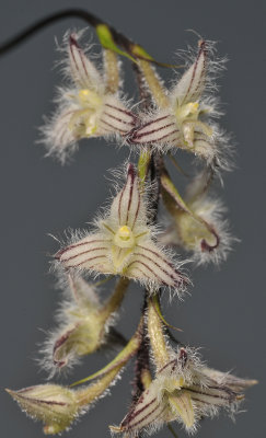 Bulbophyllum lindleyanum. Closer.
