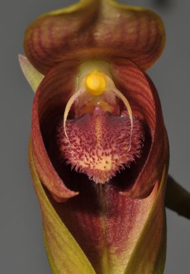 Bulbophyllum mandibulare. Close-up.