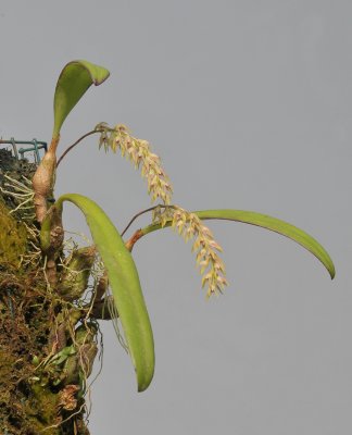 Bulbophyllum pumilum var. recurvum.