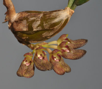 Bulbophyllum spathulatum. Closer.