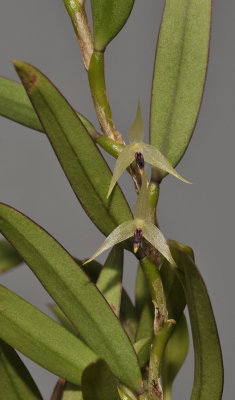 Bulbophyllum spec. sect. Fruticicola.