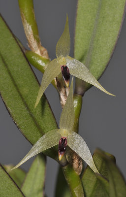 Bulbophyllum spec. sect. Fruticicola. Closer.