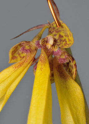 Bulbophyllum thiurum. Close-up.