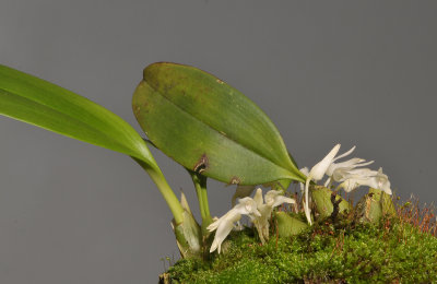 Bulbophyllum magnussonianum.