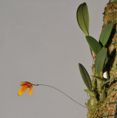 Bulbophyllum pardalotum.