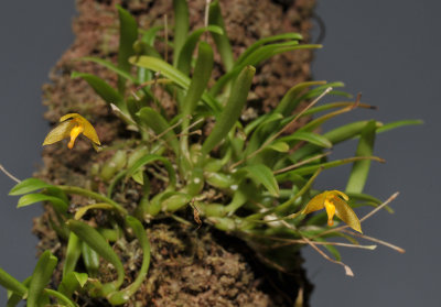 Bulbophyllum stylocoryphe.