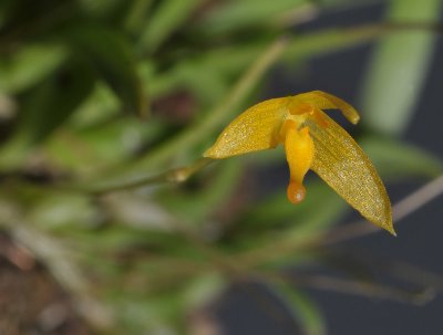 Bulbophyllum stylocoryphe. Closer.