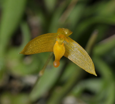 Bulbophyllum stylocoryphe. Close-up.