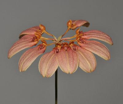 Bulbophyllum weberi.