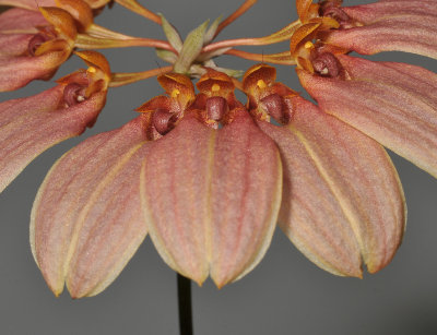 Bulbophyllum weberi. Closer.