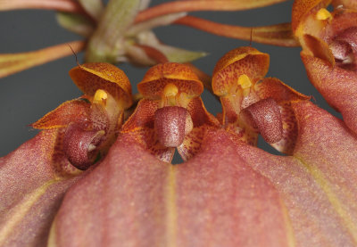 Bulbophyllum weberi. Close-up.