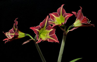 Hippeastrum yungacense