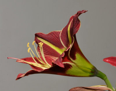 Hippeastrum yungacense. Side.