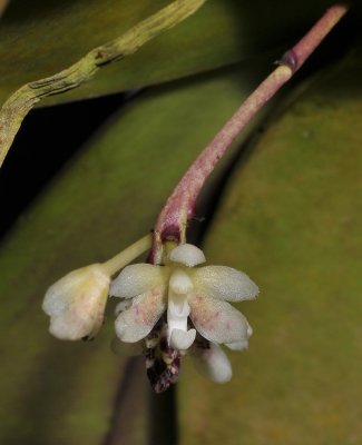 Brachypeza indusiata. Closer.