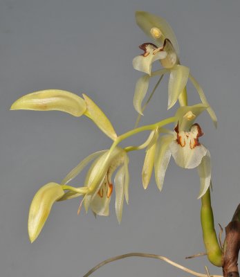 Coelogyne assamica. Closer.