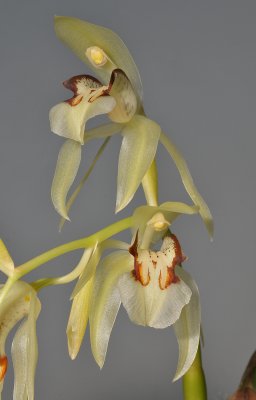 Coelogyne assamica. Closer.