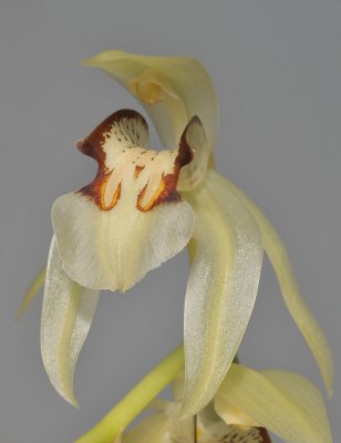 Coelogyne assamica. Close-up.