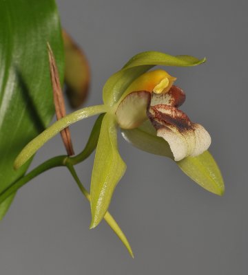 Coelogyne carinata (C. sarasinorum). Closer.