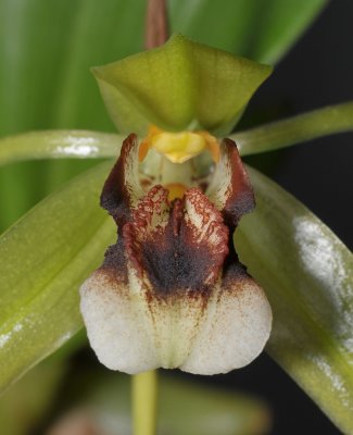 Coelogyne carinata (C. sarasinorum). Close-up.