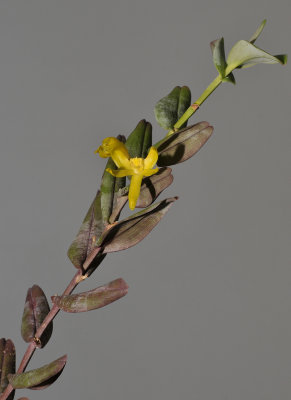 Dendrobium sororium.