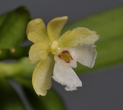 Pennilabium struthio. Close-up.