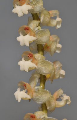 Pholidota gibbosa. Close-up.