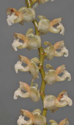 Pholidota gibbosa. Close-up.