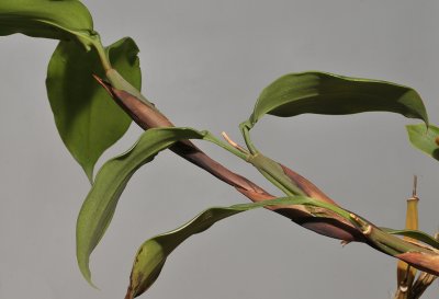 Pholidota gibbosa. Plant detail.