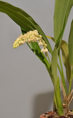 Pholidota spec. nov. aff. ventricosa.