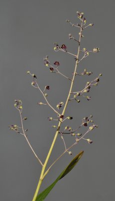 Ridleyella paniculata. Closer.