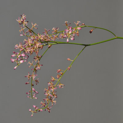 Acriopsis liliifolia var. auriculata.