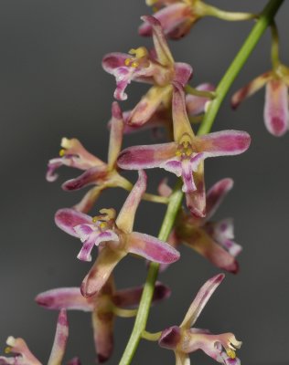 Acriopsis liliifolia var. auriculata. Close-up.