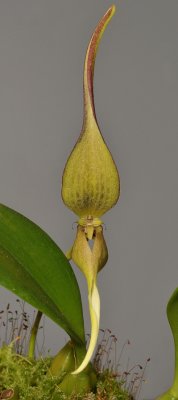 Bulbophyllum antenniferum.
