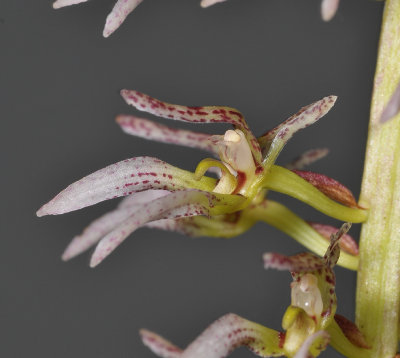 Bulbophyllum lissoglossum. Close-up.