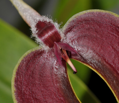 Bulbophyllum maxillare. Close-up.