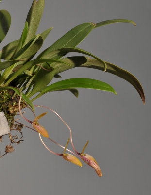 Bulbophyllum arsoanum