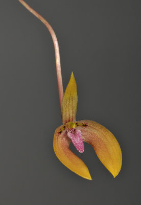 Bulbophyllum arsoanum. Closer.