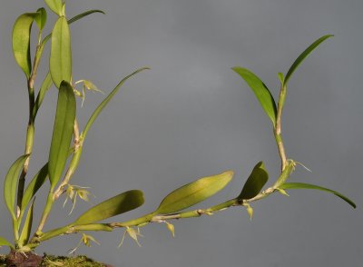 Bulbophyllum spec sect. fruticicola.