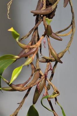 Bulbophyllum chaunobulbon aff.