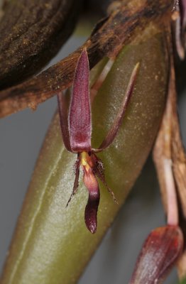 Bulbophyllum chaunobulbon aff. Close-up.