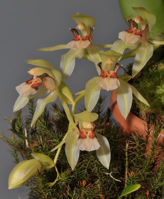 Coelogyne assamica. Closer.