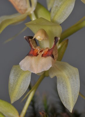 Coelogyne section Fuscescentes