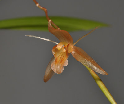 Coelogyne tenompokensis