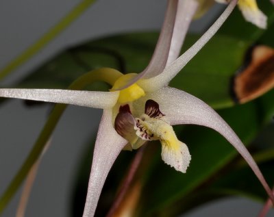 Dendrobium lageniforme. Close-up.