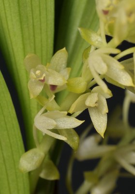 Eria spec. sect. Polyura. Close-up.