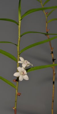 Dendrobium  rugulosum.
