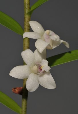 Dendrobium  rugulosum. Close-up.