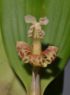Flickingeria fimbriata.