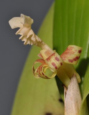 Flickingeria fimbriata. Side.