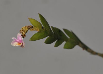 Dendrobium lobulatum.